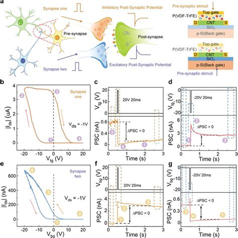 A Schematic Diagram Of Signal Transmission Between Biological Neurons Download Scientific