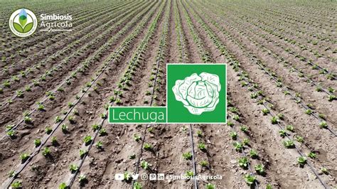 Cinta De Goteo T Tape En Cultivo De Lechuga Palmar De Bravo Puebla