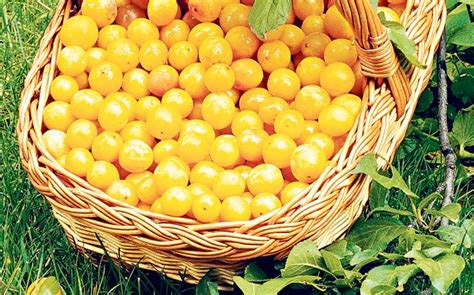 How To Grow Yellow Plums Aka Mirabelle Plums Plant Instructions