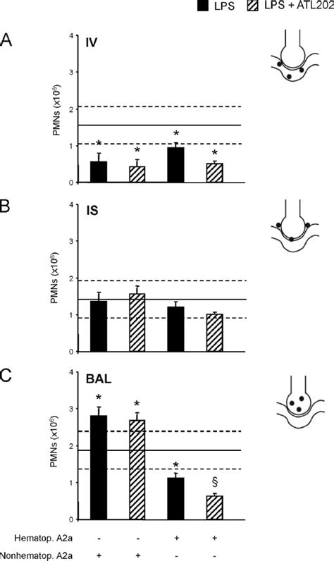 Contribution Of A A On Hemopoietic And Nonhemopoietic Cells To