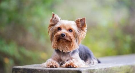 Yorkshire Terrier saiba tudo sobre a raça Blog da Pet Anjo