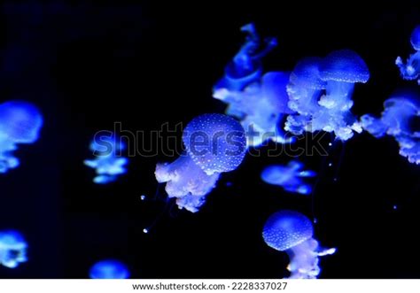 Photo Glowing Blue Jellyfish Stock Photo 2228337027 | Shutterstock