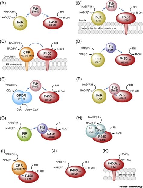 Redox Partners Function Modulators Of Bacterial P Enzymes Trends