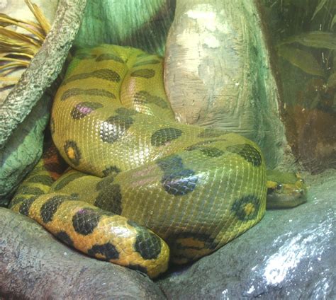 Anaconda Snake Facts - Different Types of Anacondas | HubPages