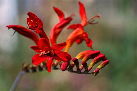 Free Crocosmia Images Pixabay