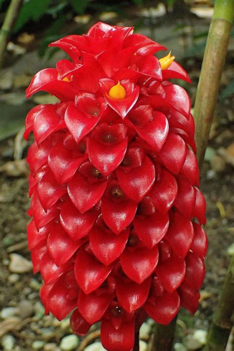 Pin On Exotic Flowers