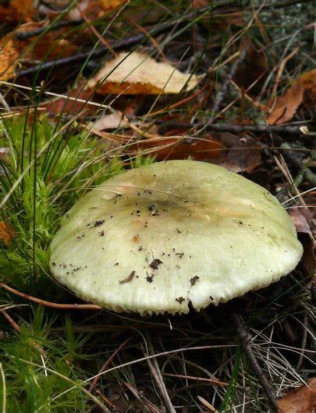 Russula Aeruginea The Ultimate Mushroom Guide