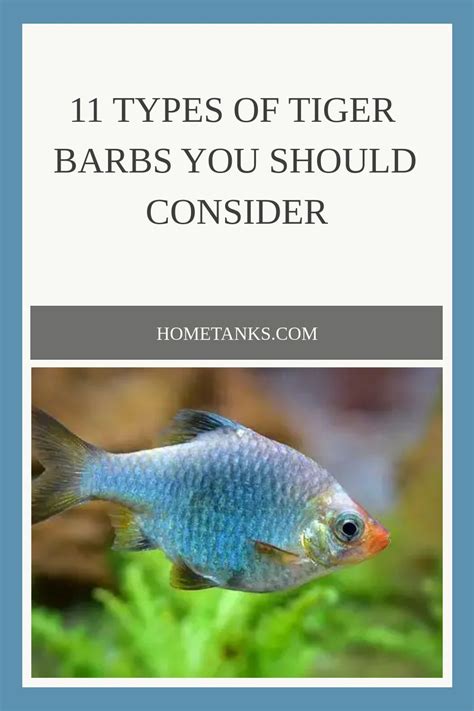 11 Types Of Tiger Barbs You Should Consider In 2023 Saltwater