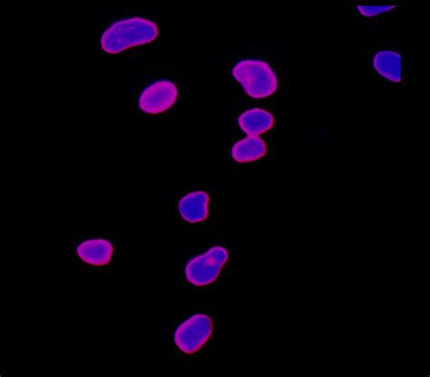 Organelle Marker Antibody Panel IRAP5007 IReal Biotechnology Inc