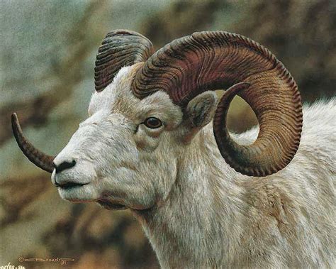 Goat Wallpapers Wallpaper Cave