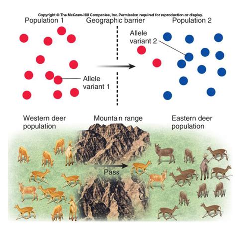 Measuring Genetic Diversity Flashcards Quizlet