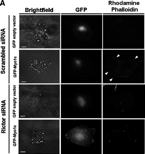 Rictor Depletion Abrogates Myo1c Induced Insulin Independent Membrane