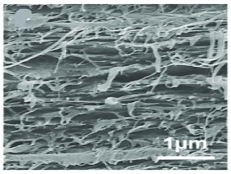 A Cross Section Of A Pristine Bnc Membrane Reprintedadapted With