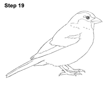 How To Draw A Sparrow