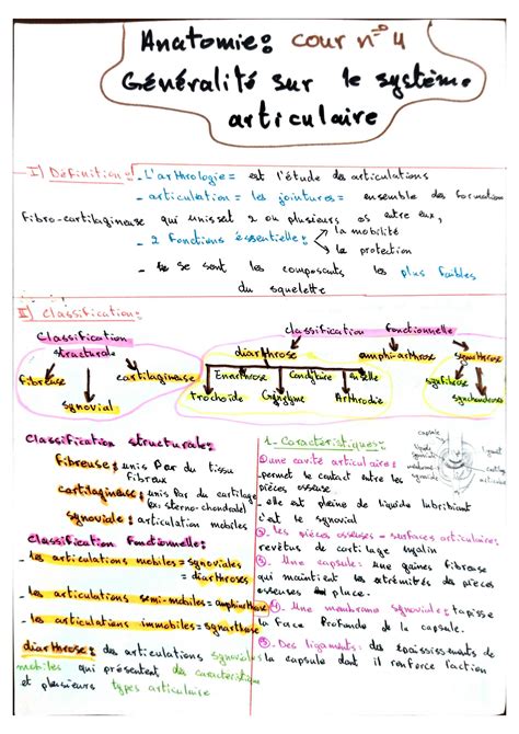 SOLUTION Anatomie Des Membres Inf Rieurs Partie 2 Arthrologie Studypool