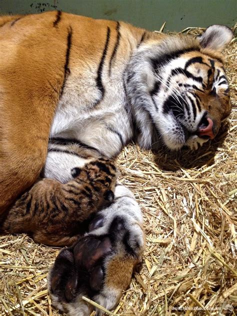 Through Golden Eyes: Psst. Wanna see something cute? Newborn Sumatran ...