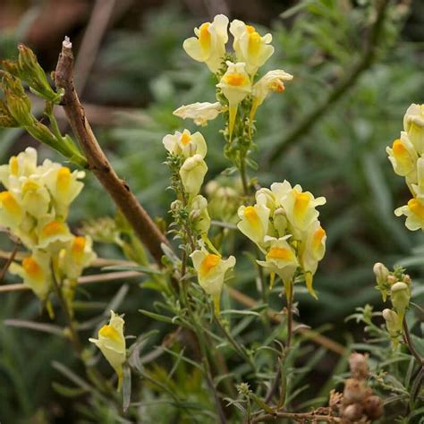 Linaria Vulgaris Echtes Leinkraut