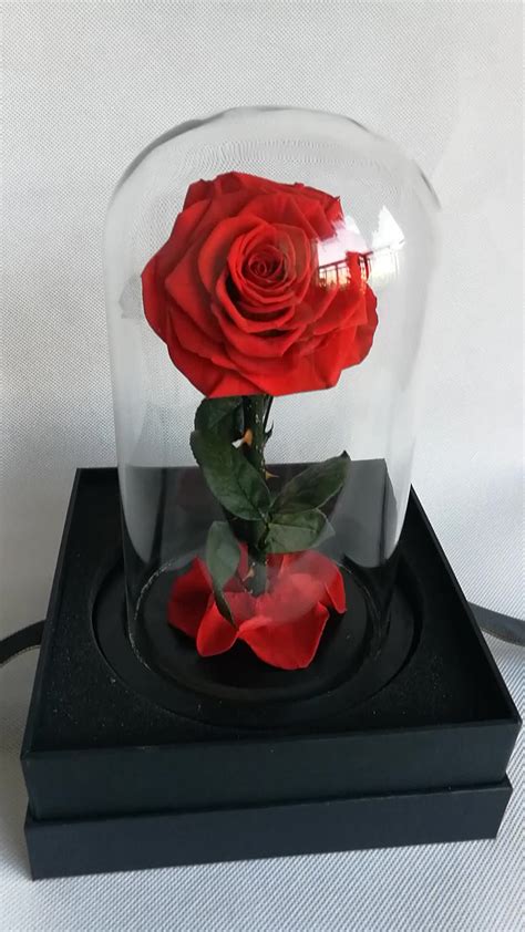 Wholesale Preserved Roses Long Lasting Roses In Glass Dome Rose From A Beauty And A Monster