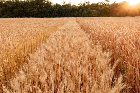 Grano E Nuova Pac Gli Aiuti Per I Cerealicoltori Economia E Politica