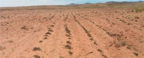 Sequías y heladas persisten en el altiplano afectando la producción