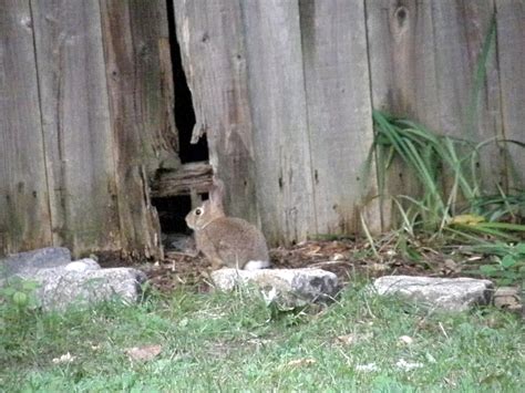 Sound Barrier Fence - Avoid These Mistakes - Jay Fencing