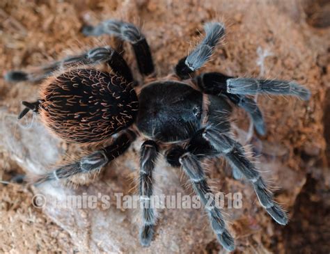 Tliltocatl Sabulosus Brachypelma Sabulosum Guatemalan Redrumpcare