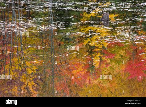 Fall Colors Reflecting In Lake Algonquin Provincial Park Ontario