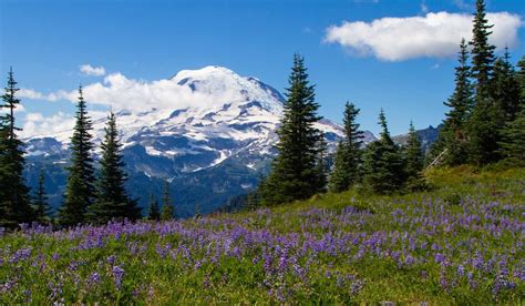 Best Hiking Trails With A View Of Mount Rainier 2024