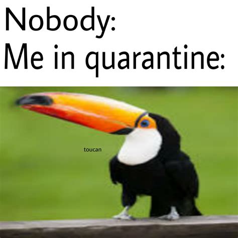 I have decided that I want to be a toucan : r/meme