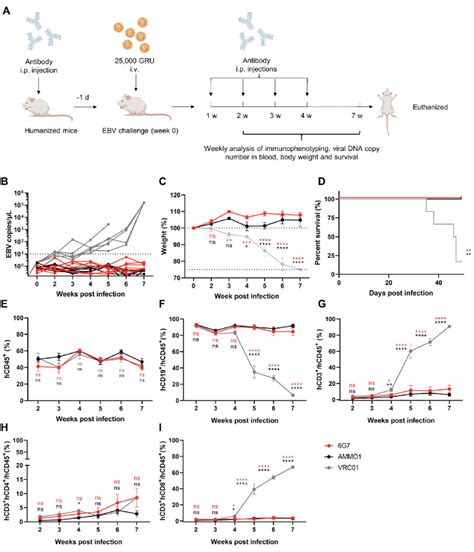 Protection Efficiency Of 6g7 Antibody In A Humanized Mouse Model A Download Scientific