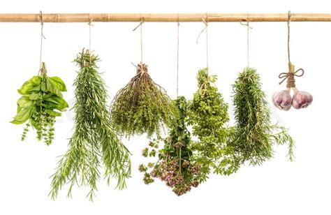 Hanging Bunches Of Fresh Spicy Herbs Isolated On White Background