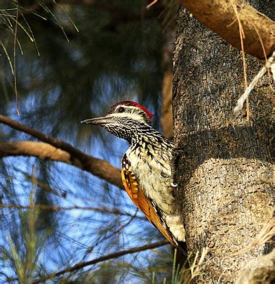 Bangladesh Wildlife Pictures Wildlife Traveler Bangladeshvacations ...