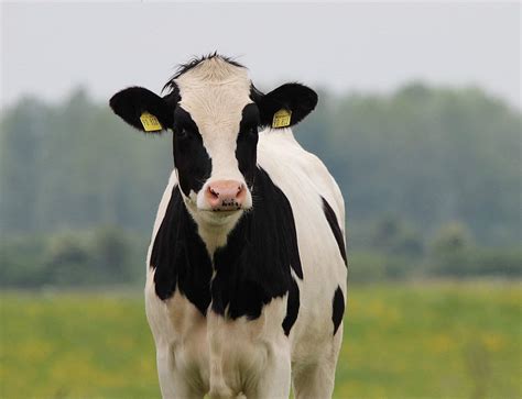 Holstein Cows - Breed Profile, Facts and Care