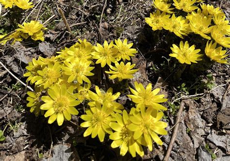 ②見ささって撮らさってワヤ福寿草🌼 りったんさんの洞爺湖の活動日記 Yamap ヤマップ