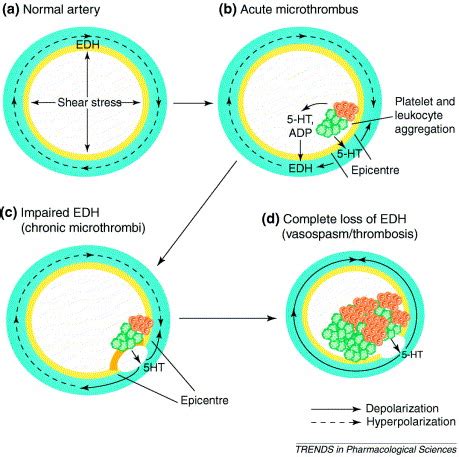 Endothelium Dependent Hyperpolarization As A Remote Anti Atherogenic