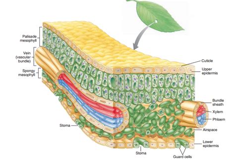 Anatomi Daun Secara Umum Scientists Biology