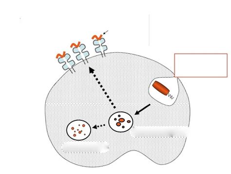 Lecture Adaptive Immunity Flashcards Quizlet