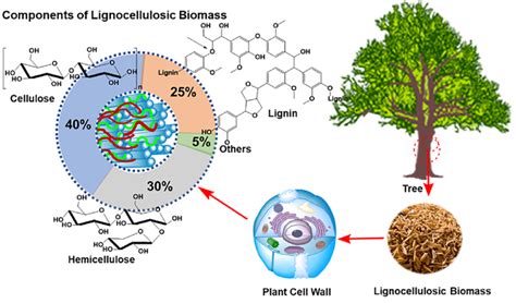 Components Of Lignocellulosic Biomass Download Scientific Diagram