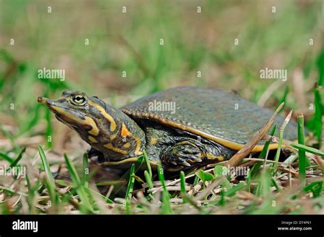 Florida Softshell Turtle Apalone Ferox Trionyx Ferox Juvenile