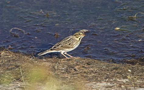 Birds Of Modoc Nwr Flickr