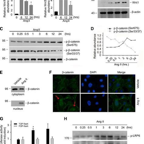 Ang Ii Activates Camk Ii Creb Signaling In Podocytes A Western Blot