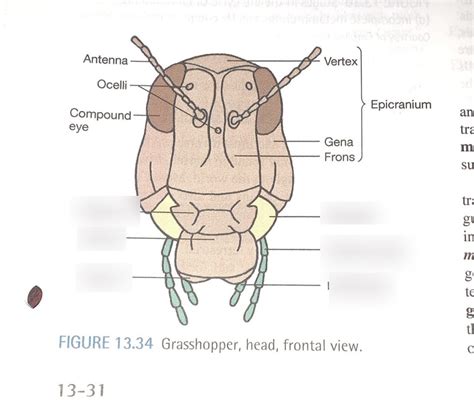 Grasshopper Mouth Parts Diagram Quizlet