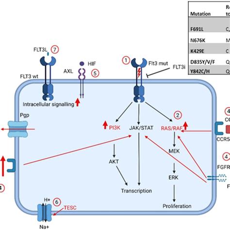 Overview of resistance mechanisms to IDH inhibitors. Treatment with IDH ...