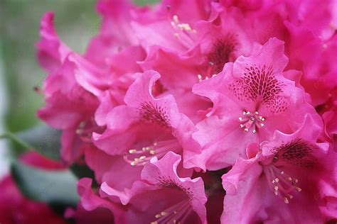 Background Azalea Merah Muda Mekar Musiman Merah Muda Dekat Foto Dan