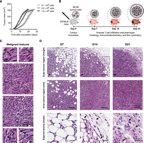 Frontiers Late Stage Mc38 Tumours Recapitulate Features Of Human