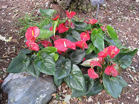 Anthurium Anthurium Andraeanum In Reno Sparks Lake Tahoe Carson City