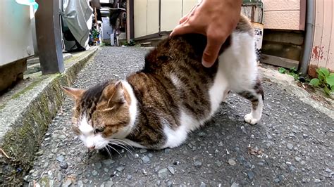 路地裏で腰トントンに物凄く弱い猫さんに遭遇！ 幸せいっぱいの反応がとっても可愛かった ´艸`♡ エウレカ！