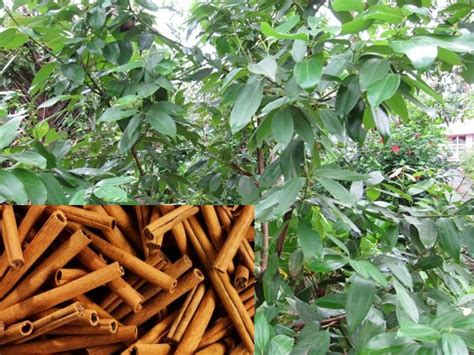 Cinnamon Growing Information For Beginners | Asia Farming