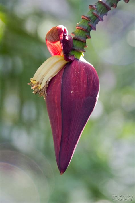 Flower of the banana tree -- banana tree, flower | Banana flower, Banana tree, Banana plants