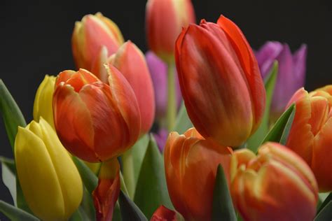 Tulipas Flores Colorido Foto Gratuita No Pixabay Pixabay